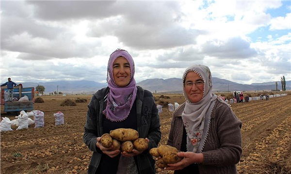 Kadın üreticiler patates tarımında fark yarattı