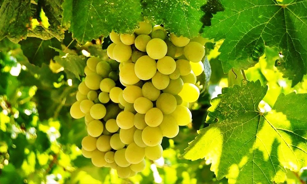 Delice beyazını bilmeyen kalmayacak! tarlasera