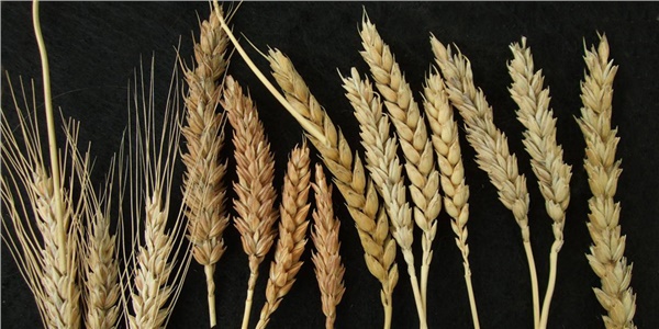 Türkiye’nin buğday çeşitliliği alarm veriyor