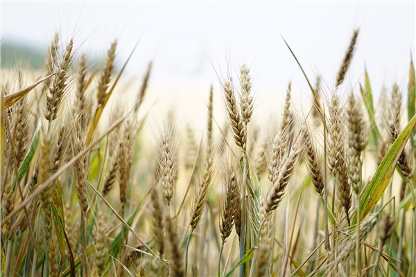 CHP, buğday mitingi düzenleyecek 