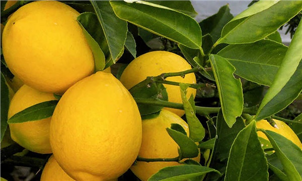 Limonda bu yıl meyveden çok ağaçlar toplanıyor!