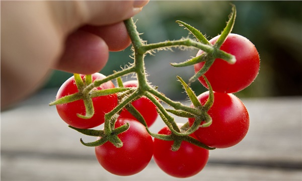 Yabani domateslerin baş döndürücü evrimi