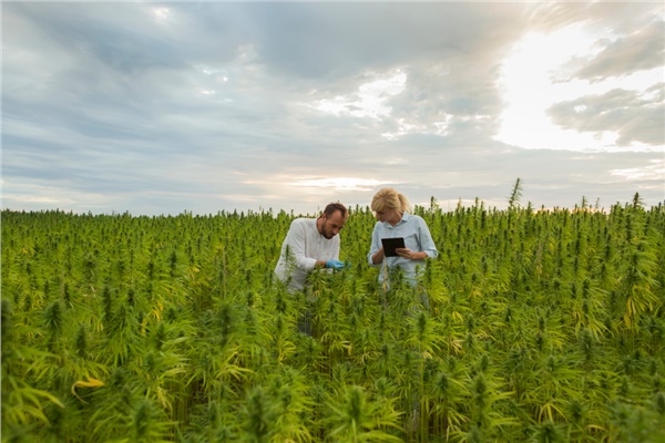 Türkiye küresel kenevir pazarının neresinde? 