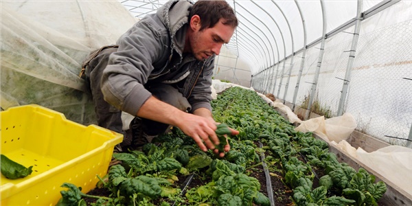 İşsizliğe karşı tarımsal mikro-girişimcilik