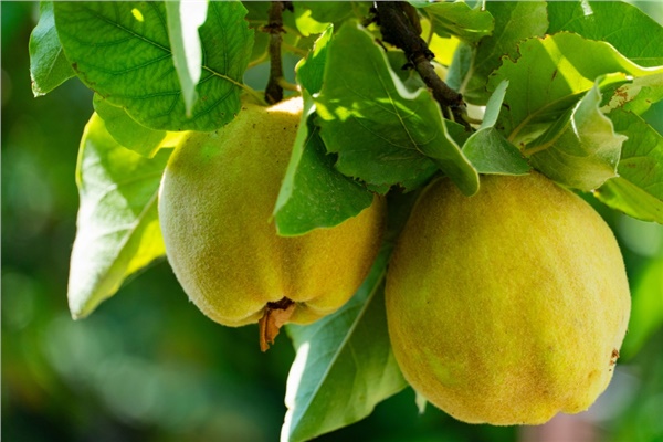 Ayvada takipçi yaklaşıyor Ayvada takipçi yaklaşıyor