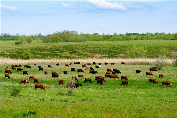 Türkiye’de kırmızı ette kırılma noktasının ekonomi politiği