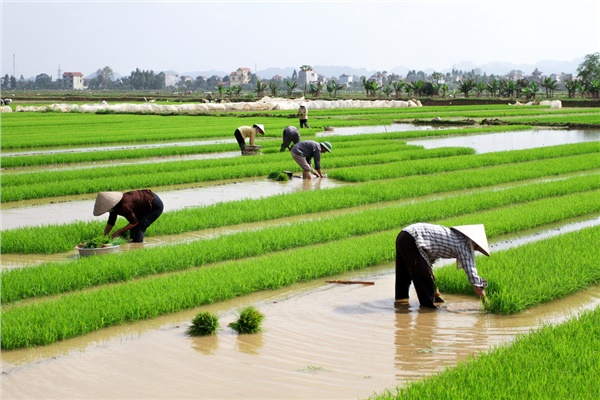 Çin tarım arazilerini korumak için kolları sıvadı