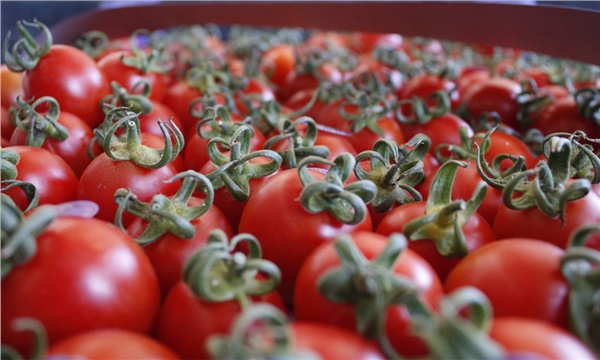Rusya’ya domates ihracatı haftaya başlıyor