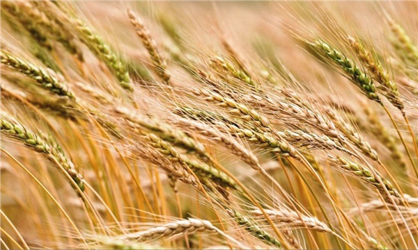 Yerel buğday çeşitlerine güç takviyesi