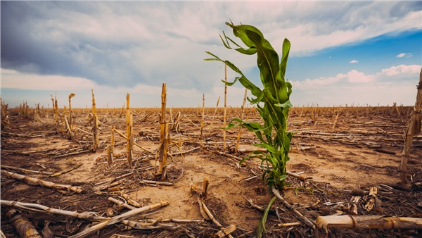 İklim krizi tarımsal üretimi yavaşlatıyor