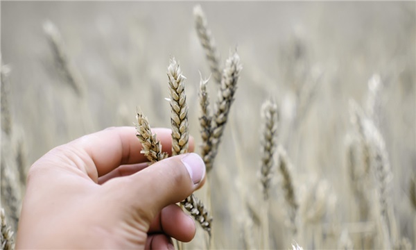 Buğdayın çığlığı Anadolu’dan Kanada’ya uzanıyor