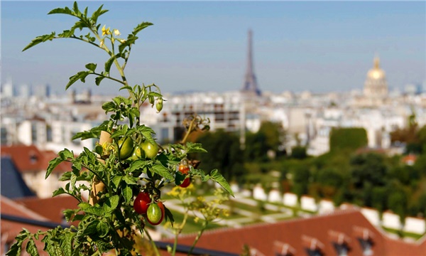 Eiffel’in gölgesinde tarım!