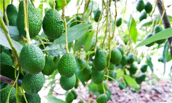 Avokado üreticileri meyve hırsızlarına karşı