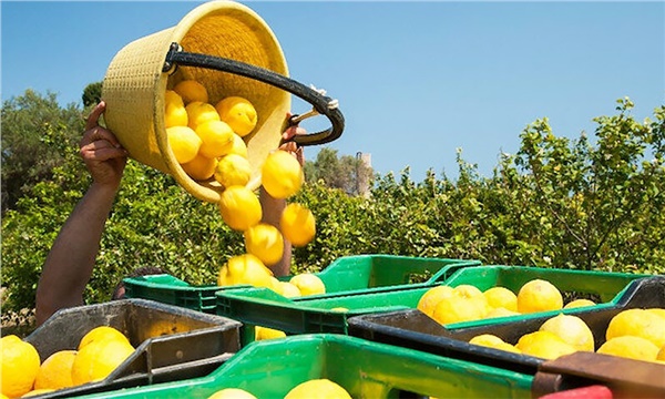 Limon ihracatı dört ay sonra yeniden başlıyor