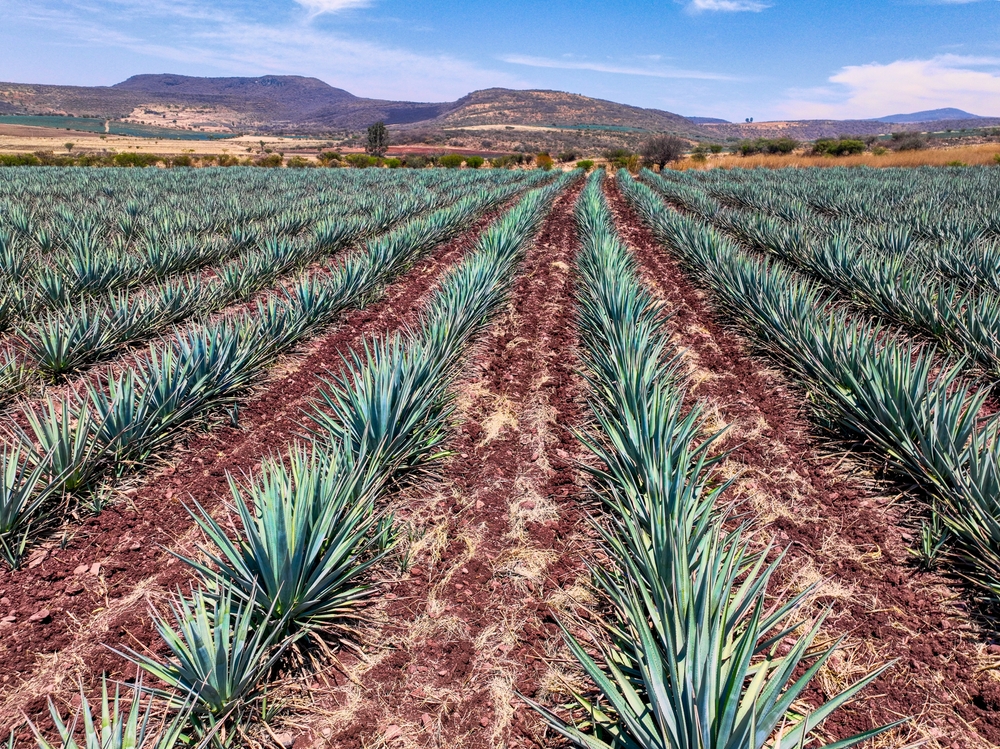 agave-tarla.jpg