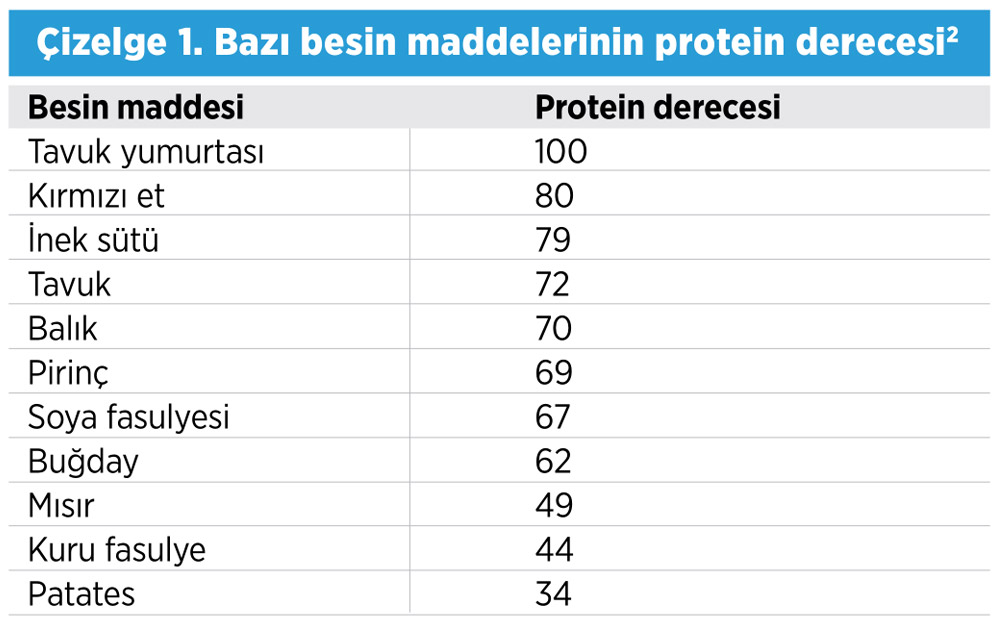 bitkisel-protein-kaynaklari7.jpg
