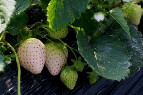 white-strawberry-plant.jpg